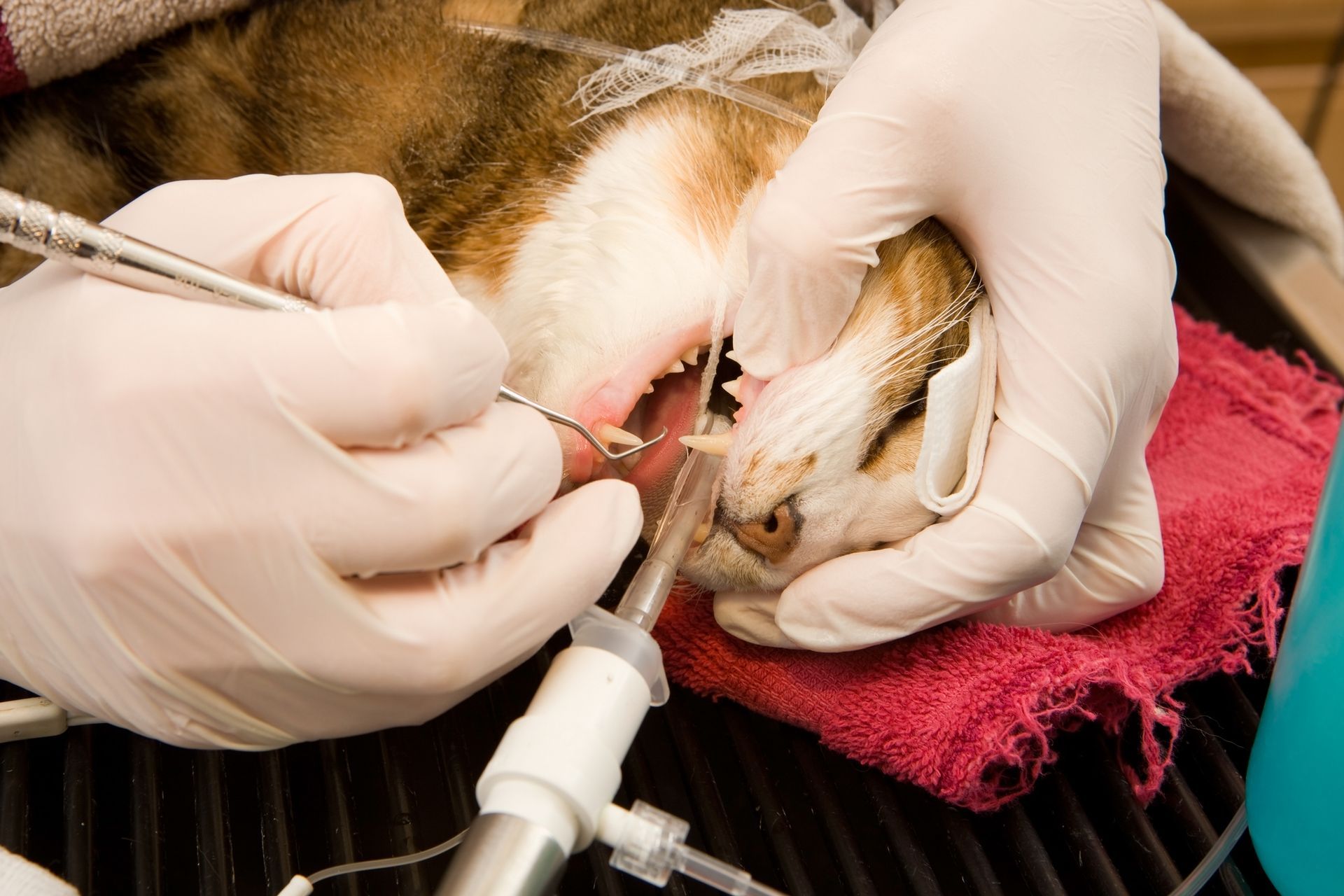A cat is getting its teeth examined by a dentist - Buford, GA - North Georgia Veterinary Specialists 