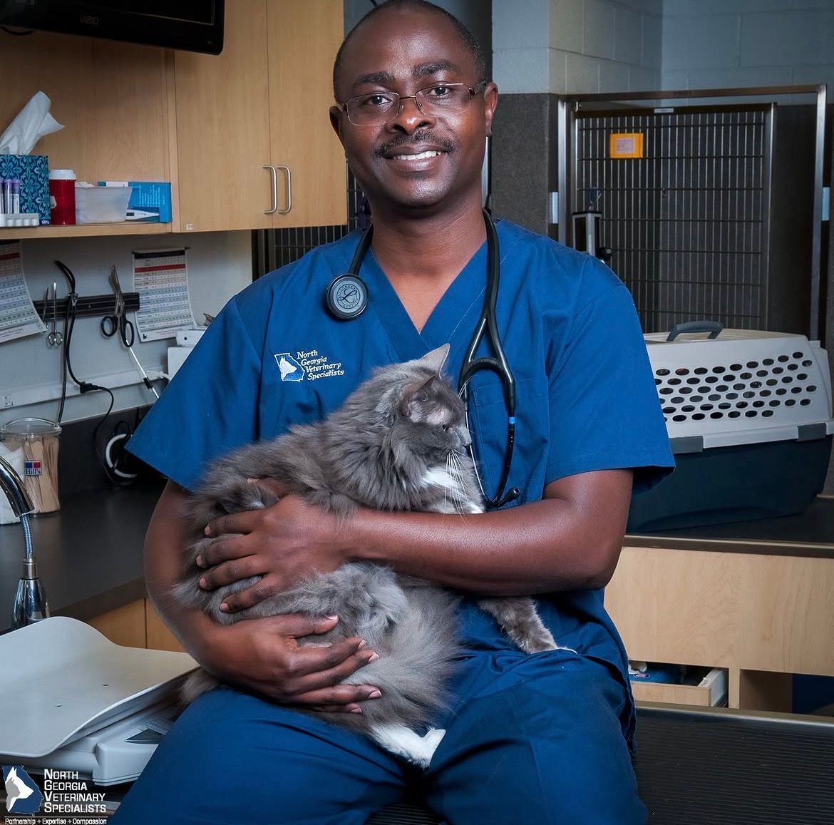 A veterinarian is holding a black and white dog on a table - Buford, GA - North Georgia Veterinary Specialists 