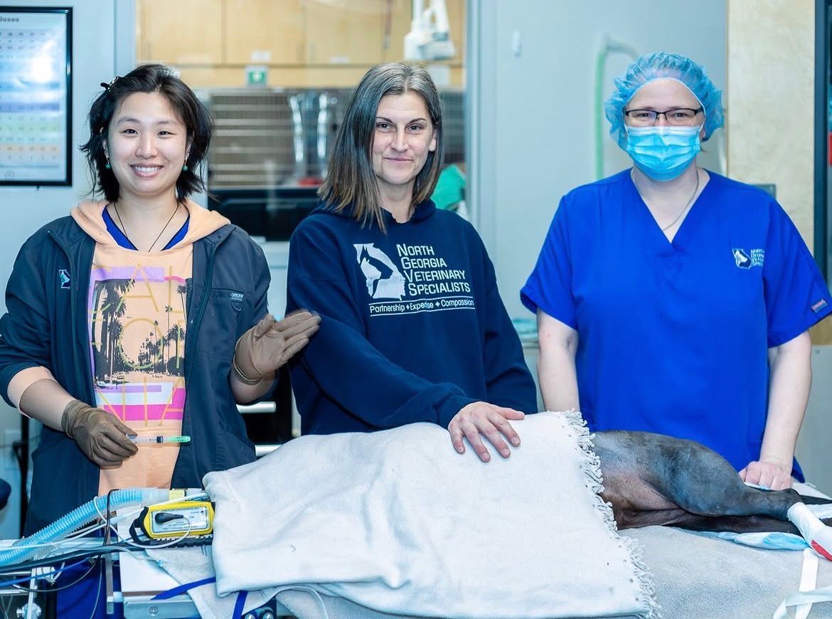 A dog is being examined by a veterinarian and two people - Buford, GA - North Georgia Veterinary Specialists 