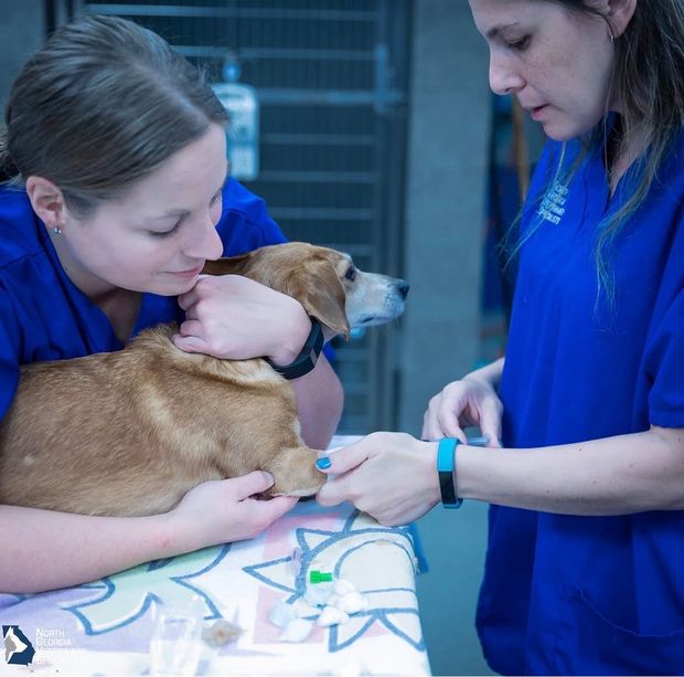 A woman is sitting on a couch holding a cat in her arms - Buford, GA - North Georgia Veterinary Specialists A woman is sitting on a couch holding a cat in her arms - Buford, GA - North Georgia Veterinary Specialists
