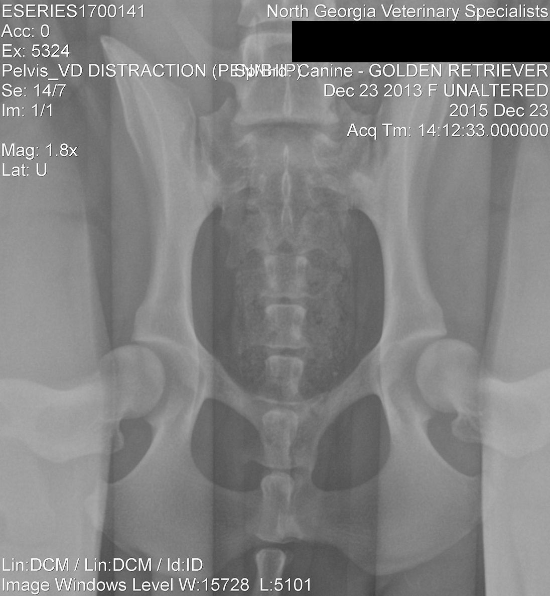 A black and white x-ray of a dog 's pelvis - Buford, GA - North Georgia Veterinary Specialists A black and white x-ray of a dog 's pelvis - Buford, GA - North Georgia Veterinary Specialists