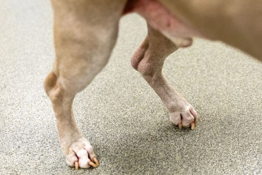 A close up of a dog 's paws on a carpeted floor - Buford, GA - North Georgia Veterinary Specialists A close up of a dog 's paws on a carpeted floor - Buford, GA - North Georgia Veterinary Specialists