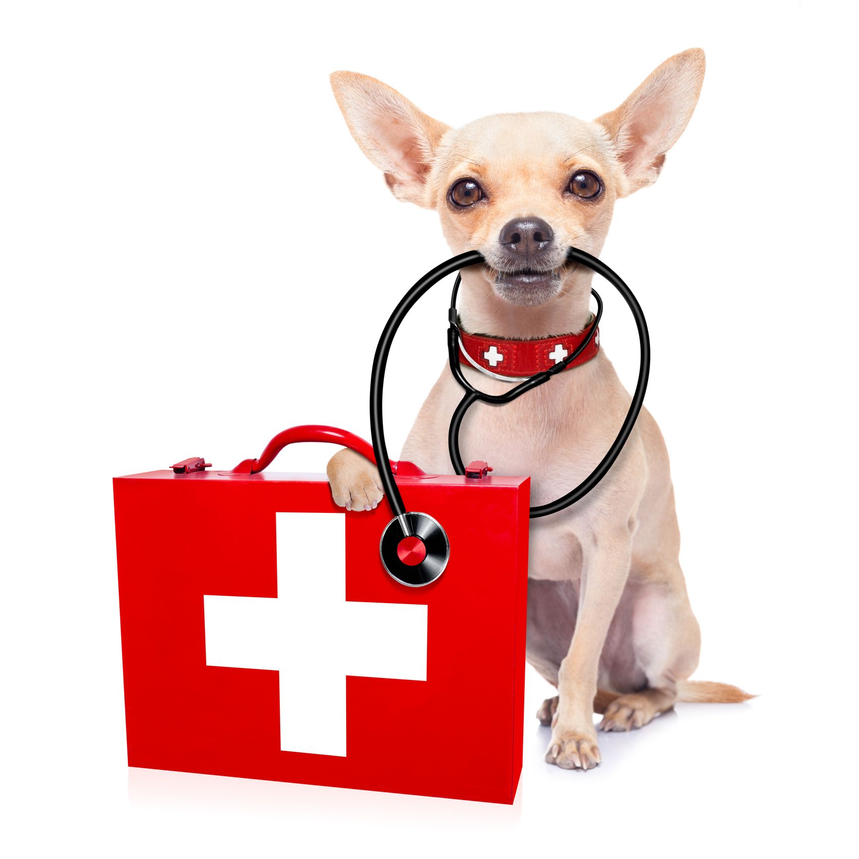 A small dog with a stethoscope around its neck is holding a red first aid kit