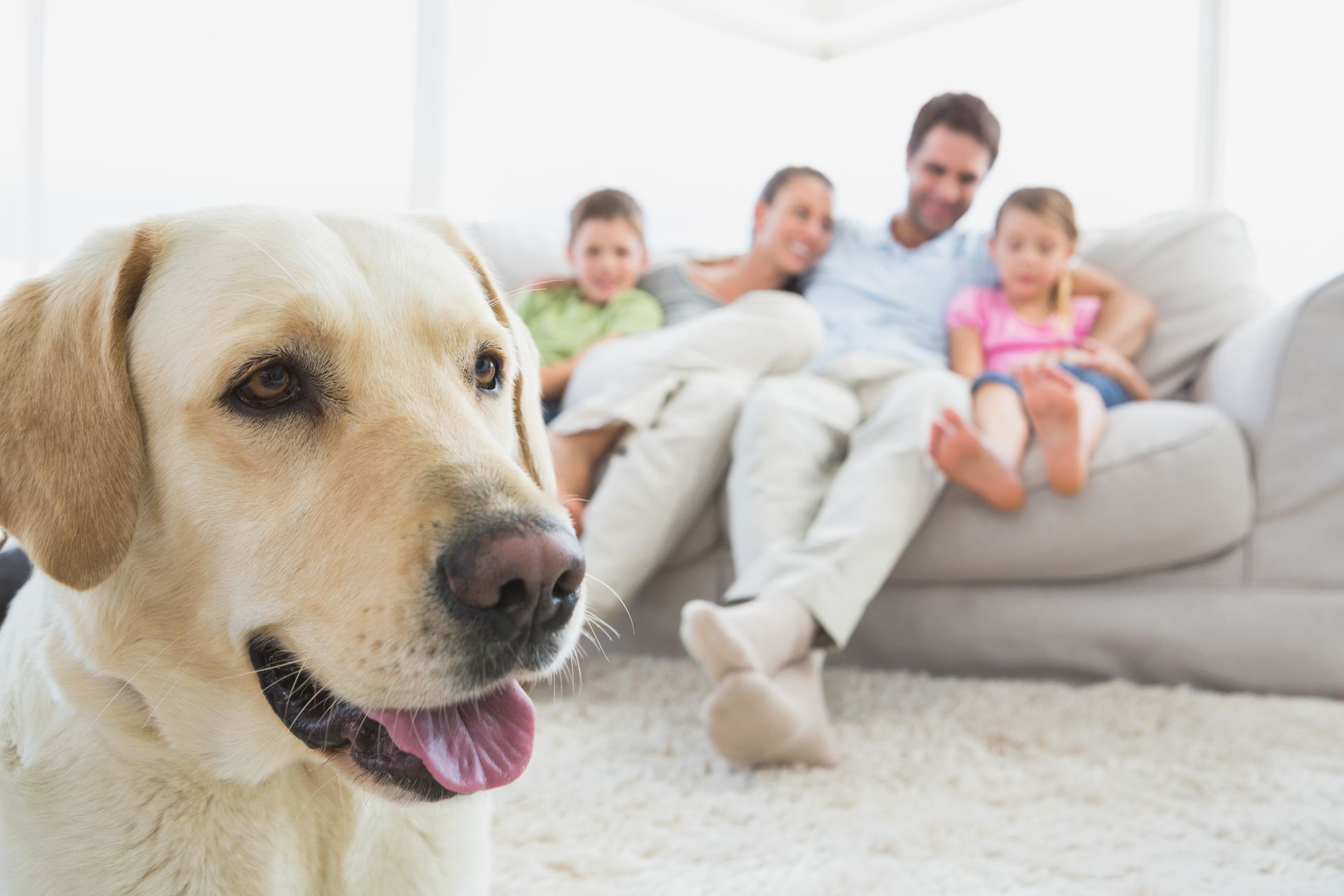 A dog is looking at the camera while a family sits on a couch - Buford, GA - North Georgia Veterinary Specialists 