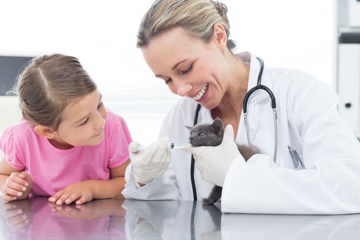 A little girl is looking at a kitten being examined by a veterinarian - Buford, GA - North Georgia Veterinary Specialists 
