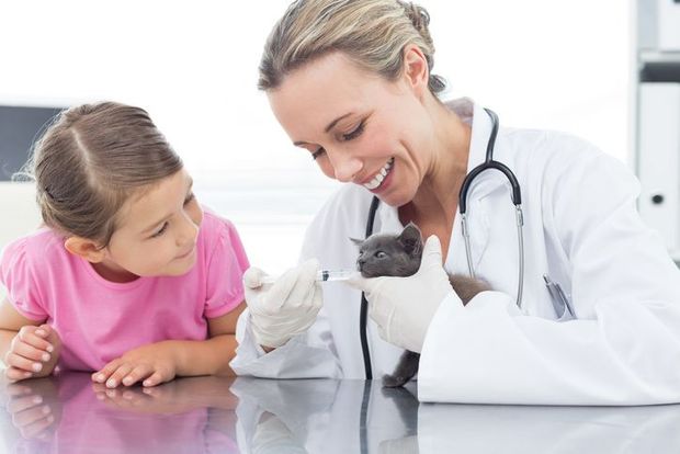 A little girl is looking at a kitten being examined by a veterinarian - Buford, GA - North Georgia Veterinary Specialists 
