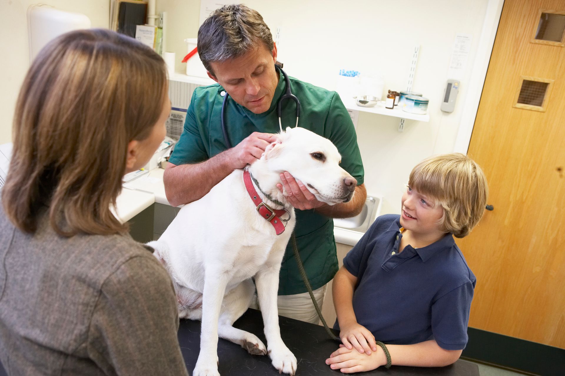 A dog is being examined by a veterinarian and two people - Buford, GA - North Georgia Veterinary Specialists 