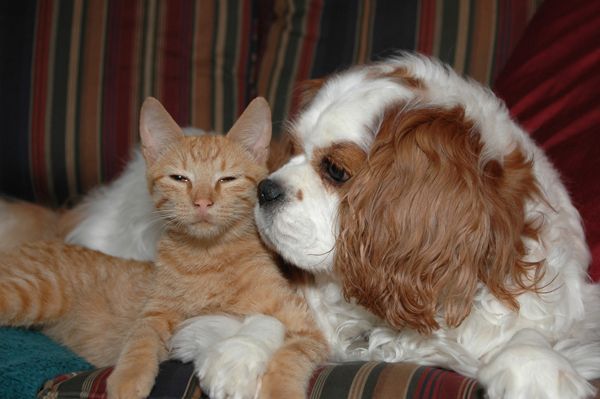 A cat and a dog are laying next to each other on a couch - Buford, GA - North Georgia Veterinary Specialists A cat and a dog are laying next to each other on a couch - Buford, GA - North Georgia Veterinary Specialists