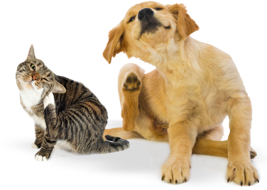 A dog and a cat scratching each other on a white background - Buford, GA - North Georgia Veterinary 