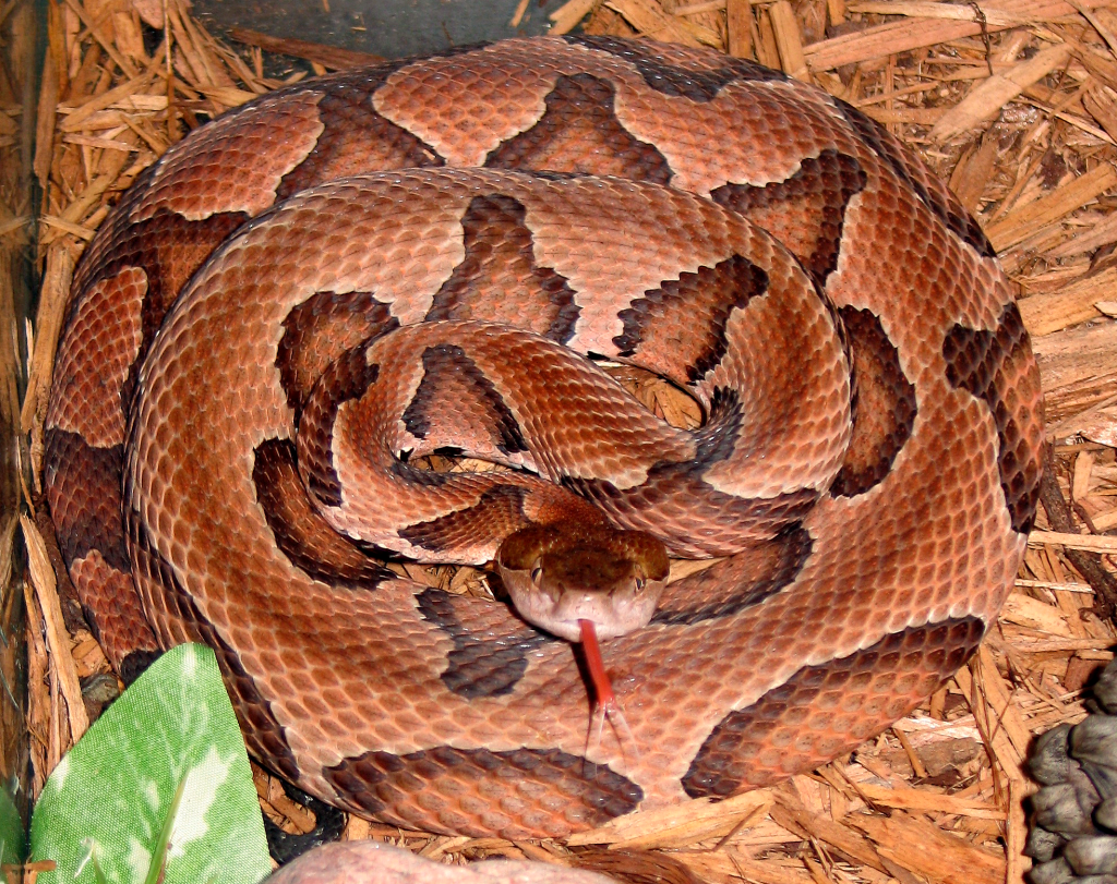A large brown snake with a red tongue sticking out - Buford, GA - North Georgia Veterinary Specialists
