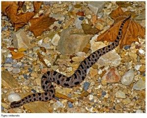 A snake is crawling on a pile of rocks and leaves - Buford, GA - North Georgia Veterinary Specialists