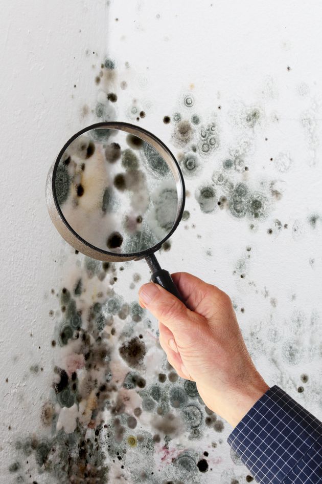 Mold Testing in Palm Beach, Broward, & St Lucie, FL - Mold Shark