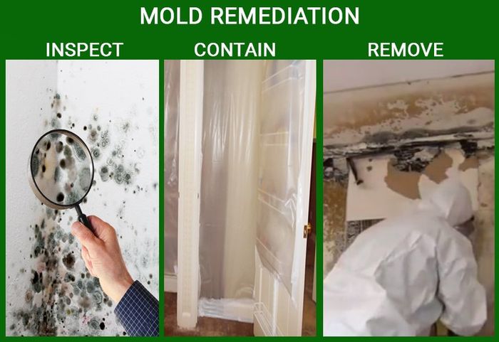 mold testing