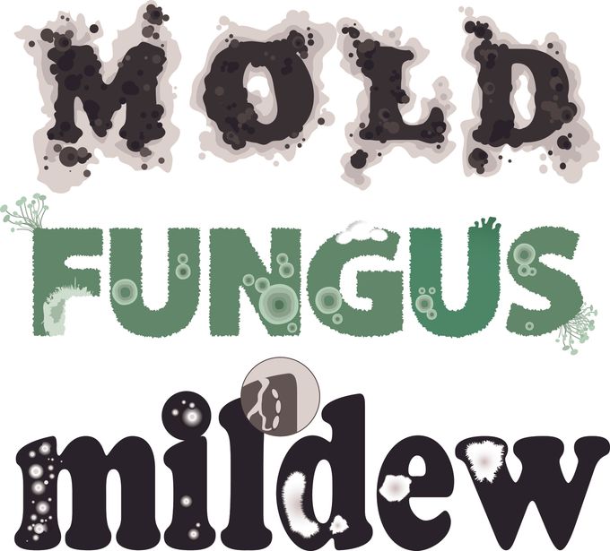 certified mold testing