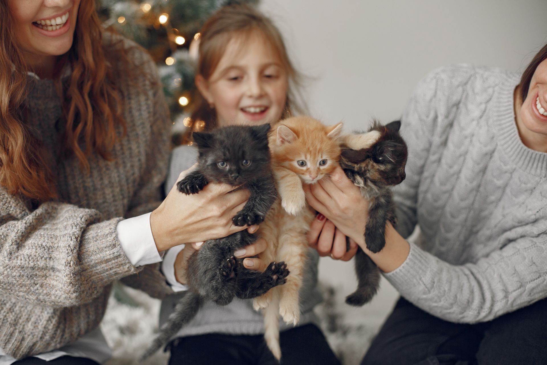 Three people hold up kittens, smiling. One black, one orange, and one brown. In front of a Christmas tree.
