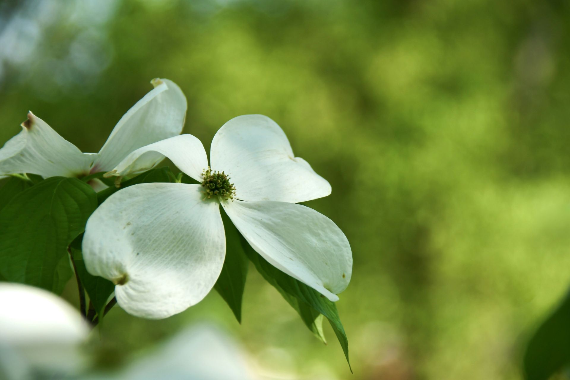 White dogwood flower with four petals, green center, against a blurred green background.