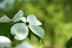 White dogwood flower with four petals, green center, against a blurred green background.