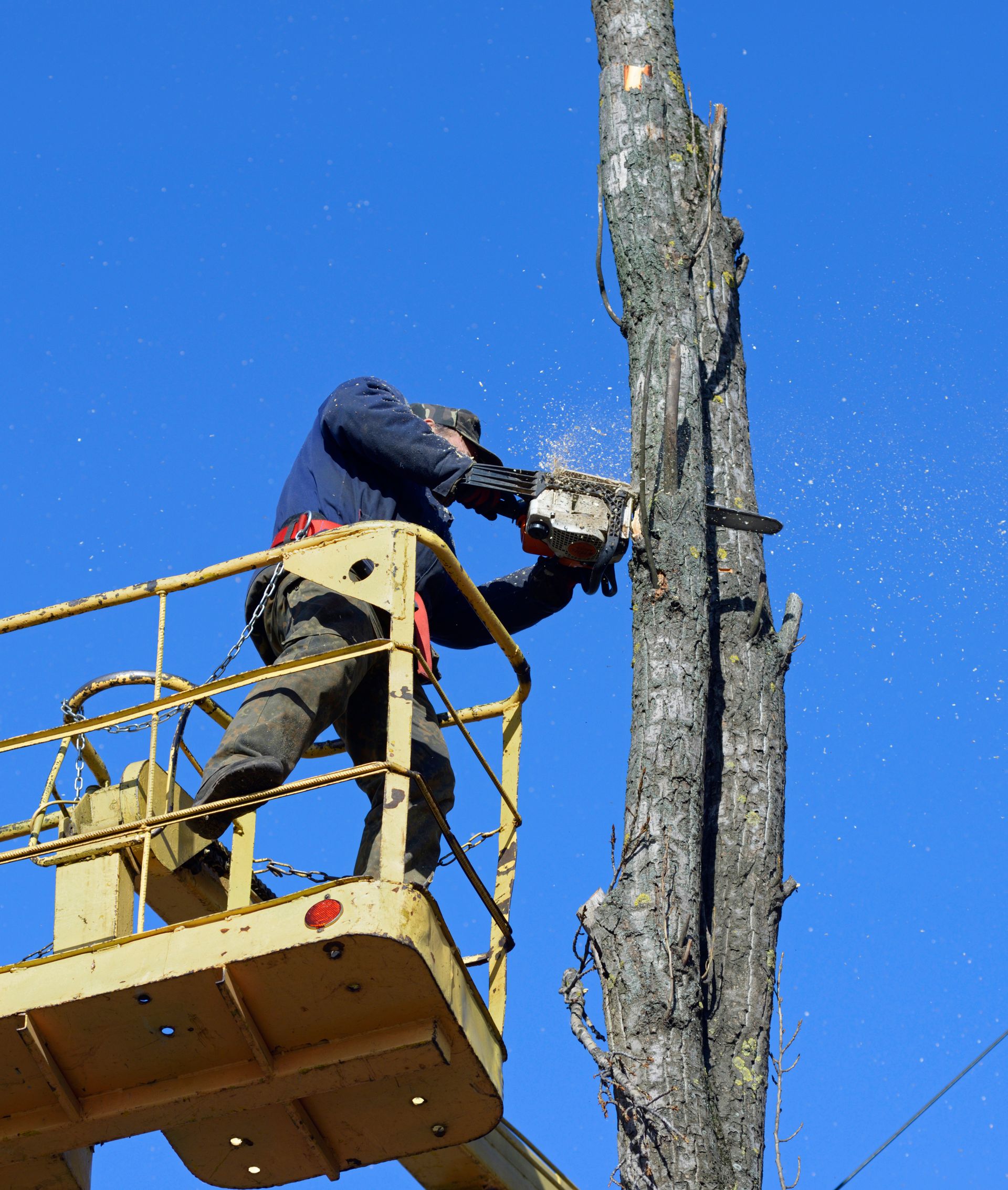 A person in a bucket lift uses a chainsaw to cut a tall tree trunk against a clear blue sky.