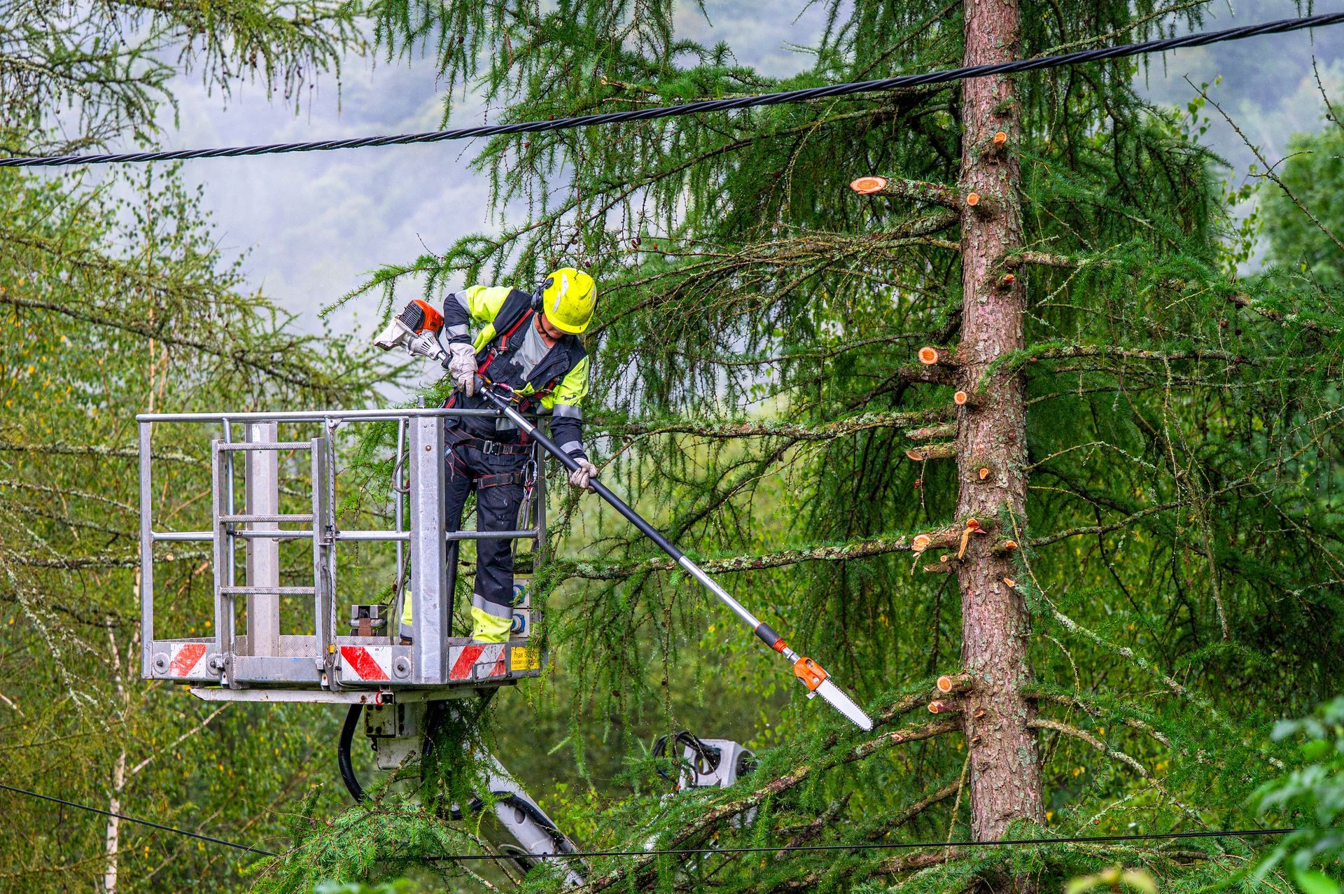 A person wearing safety gear in a lift bucket uses a pole saw to trim branches from a tree near overhead power lines.