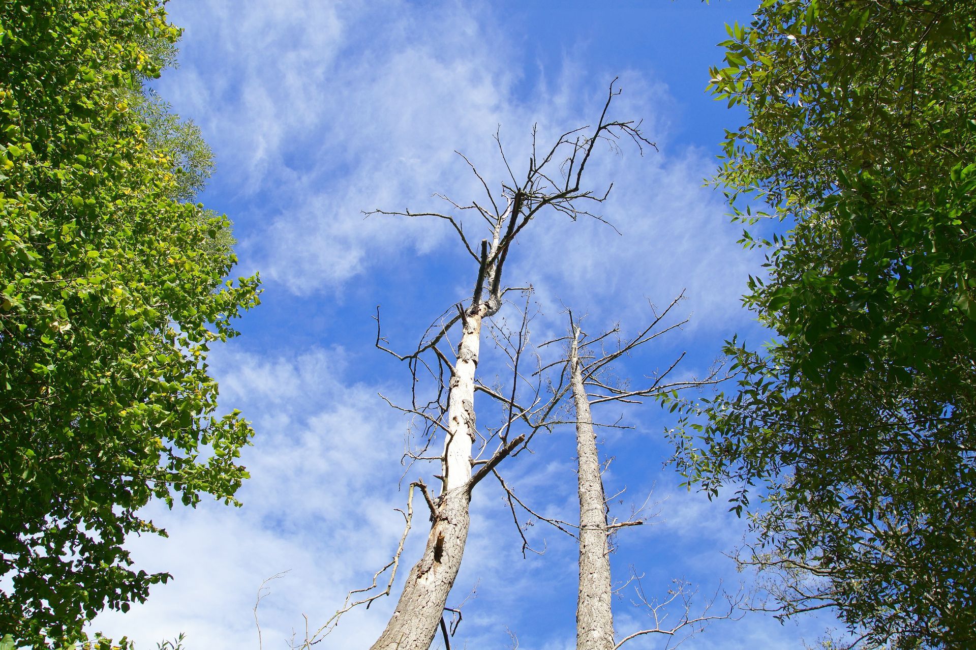 Two tall, leafless, dead trees stand against a bright blue sky, framed by lush green foliage on either side.