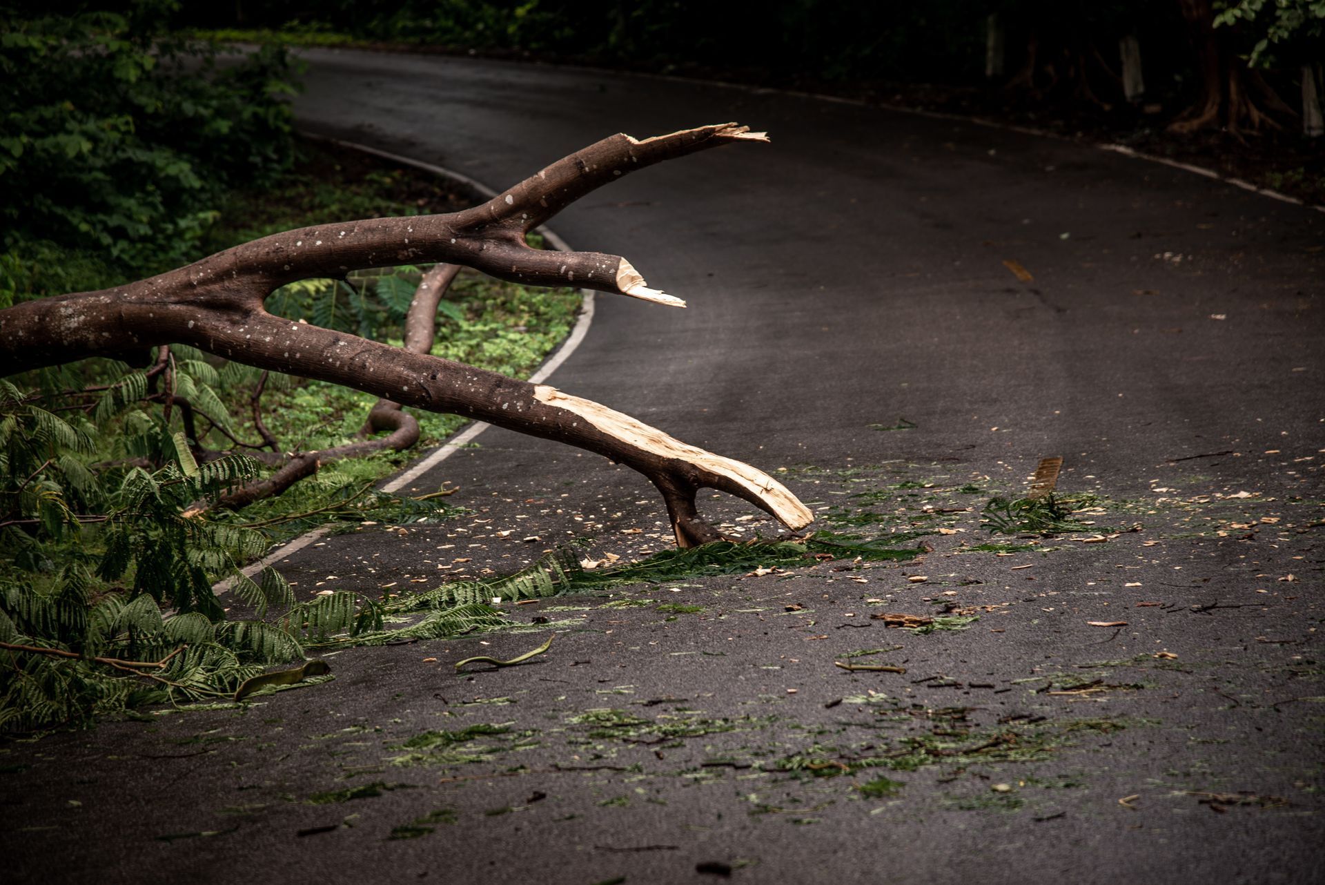 A fallen tree branch obstructs a narrow, curving asphalt road surrounded by dense green forest.