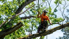 A worker in an orange shirt and safety helmet, secured by a harness and ropes, trims branches high in a leafy tree.