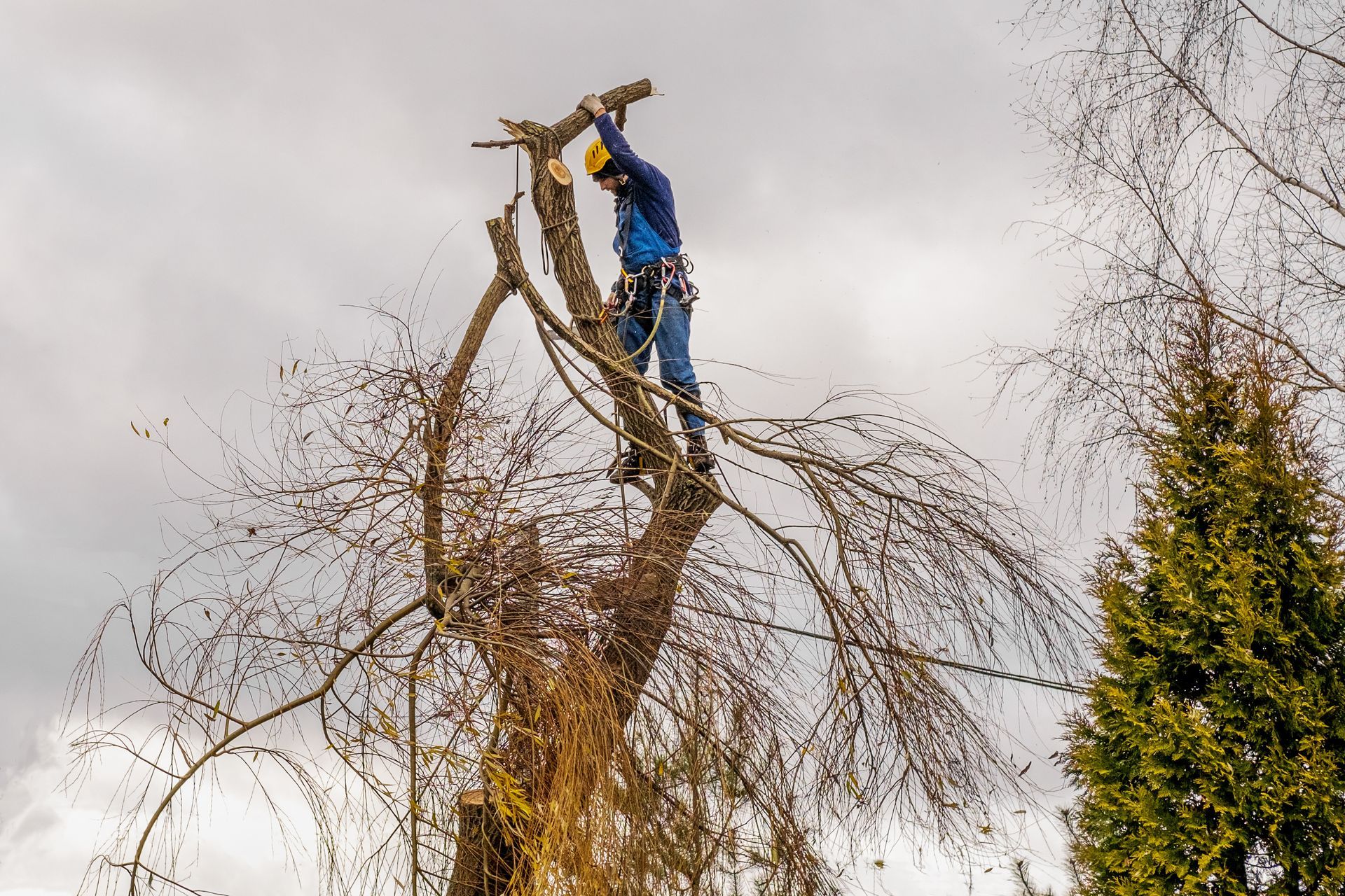 A tree surgeon in a harness and yellow hard hat prunes the top branches of a tall tree against a cloudy sky.