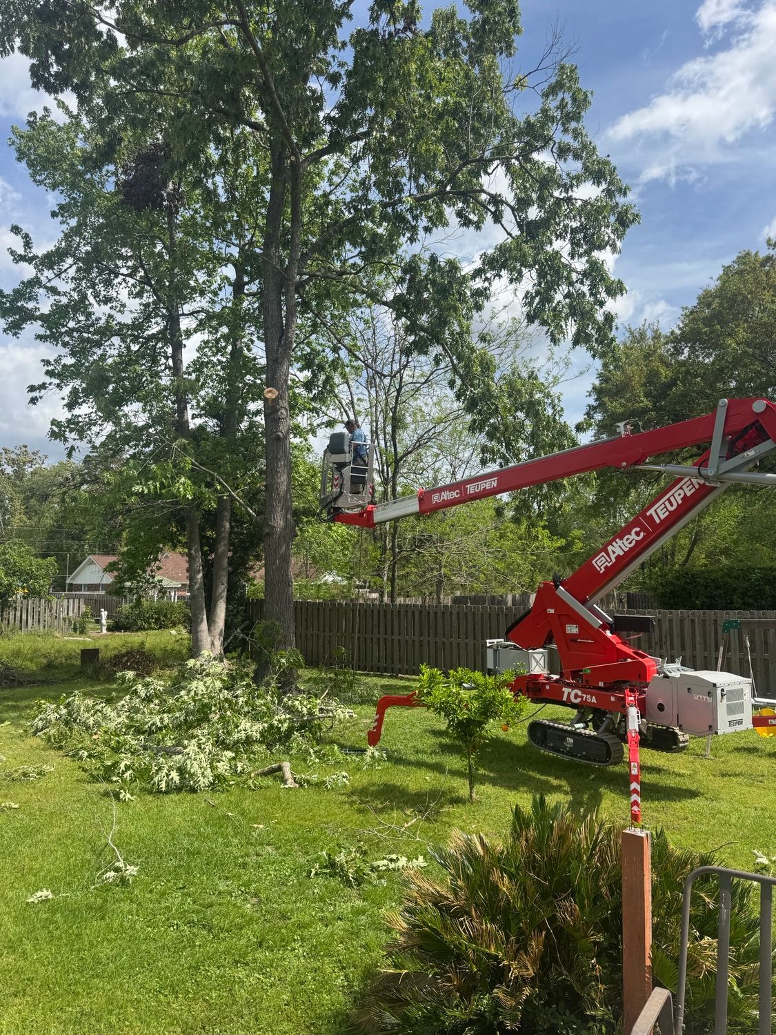 Red cherry picker trimming a tall tree in a grassy yard on a sunny day