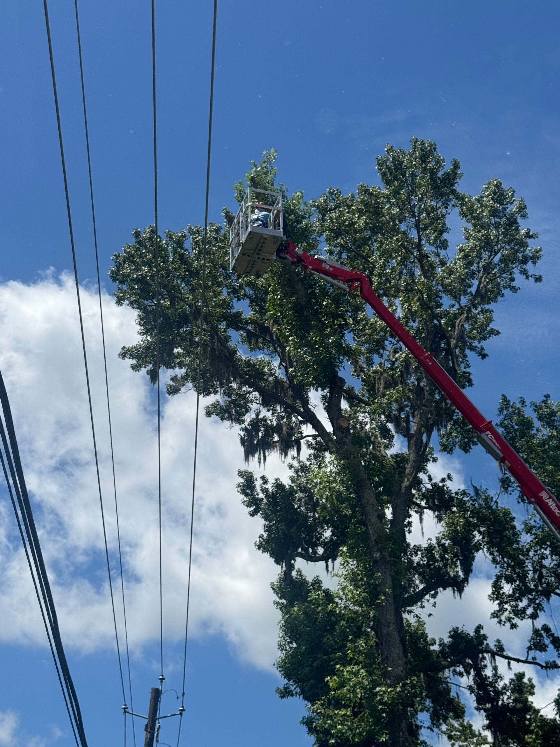 A cherry picker lifts a worker to trim a tall tree beside power lines under a blue sky.