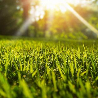 Green grass with bright sunlight shining through the trees.
