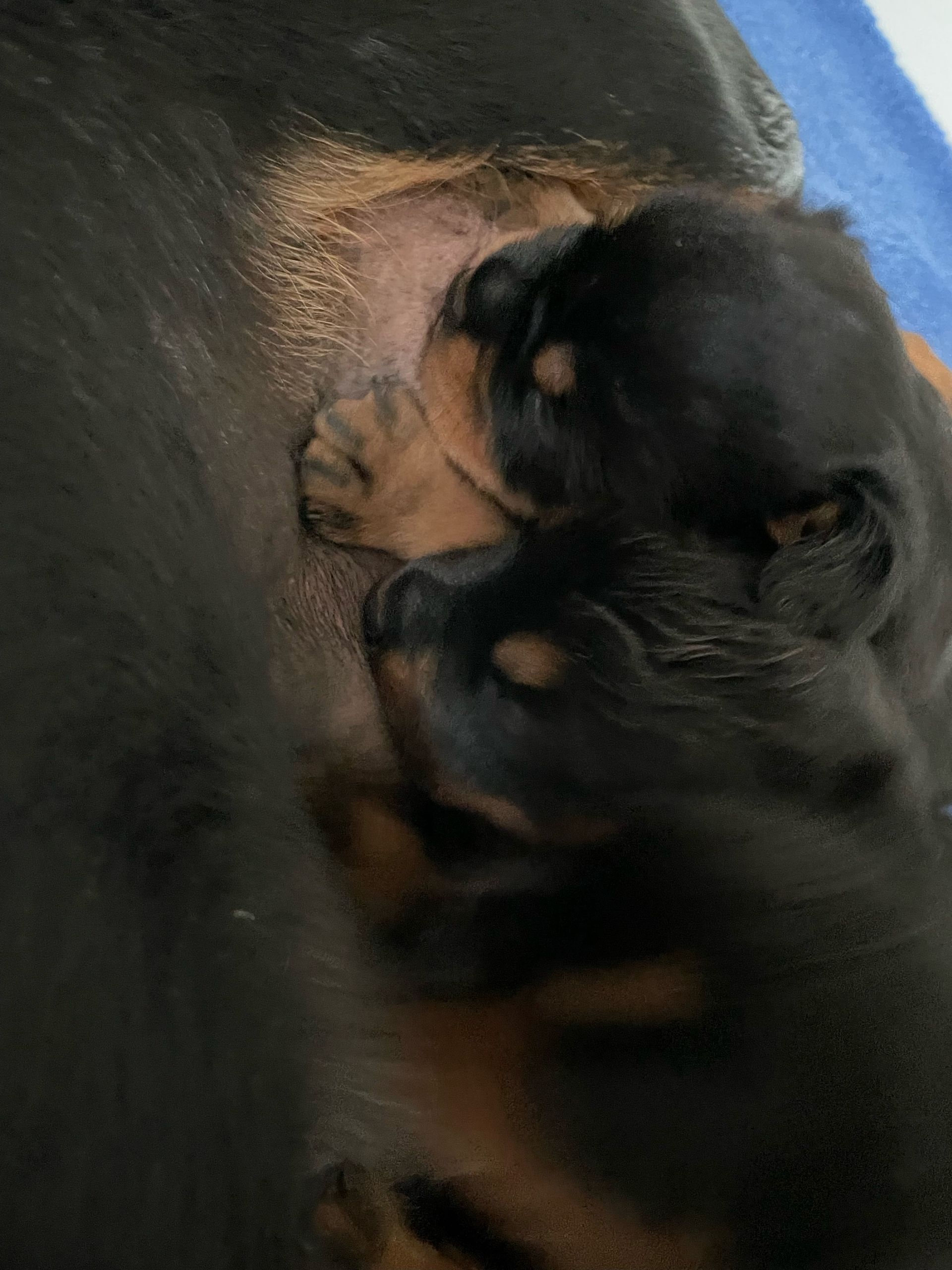 Two puppies are sleeping next to each other on a dog 's chest.