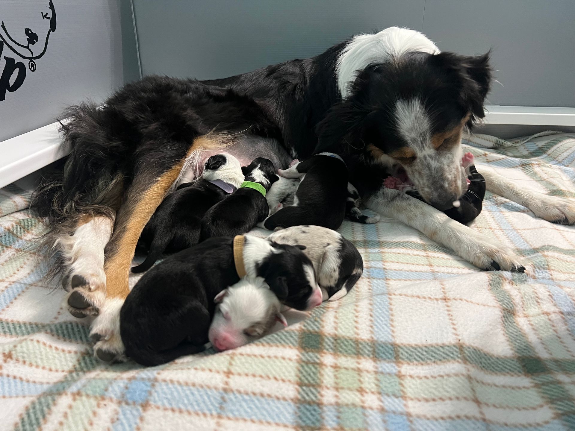 A dog is laying on a blanket with her puppies.