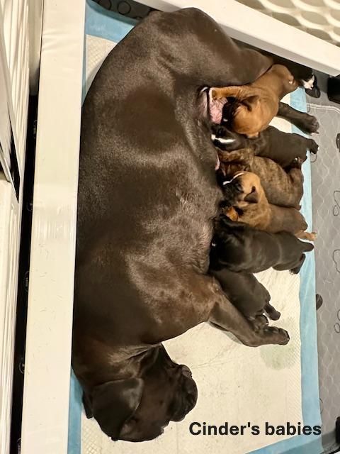 A brown dog is nursing her puppies in a crib.