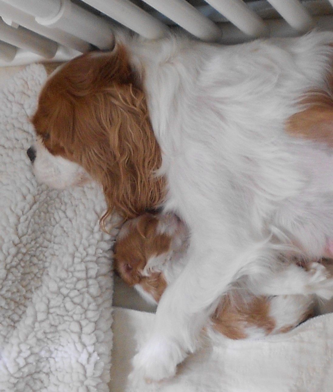 A brown and white dog is laying on a white blanket