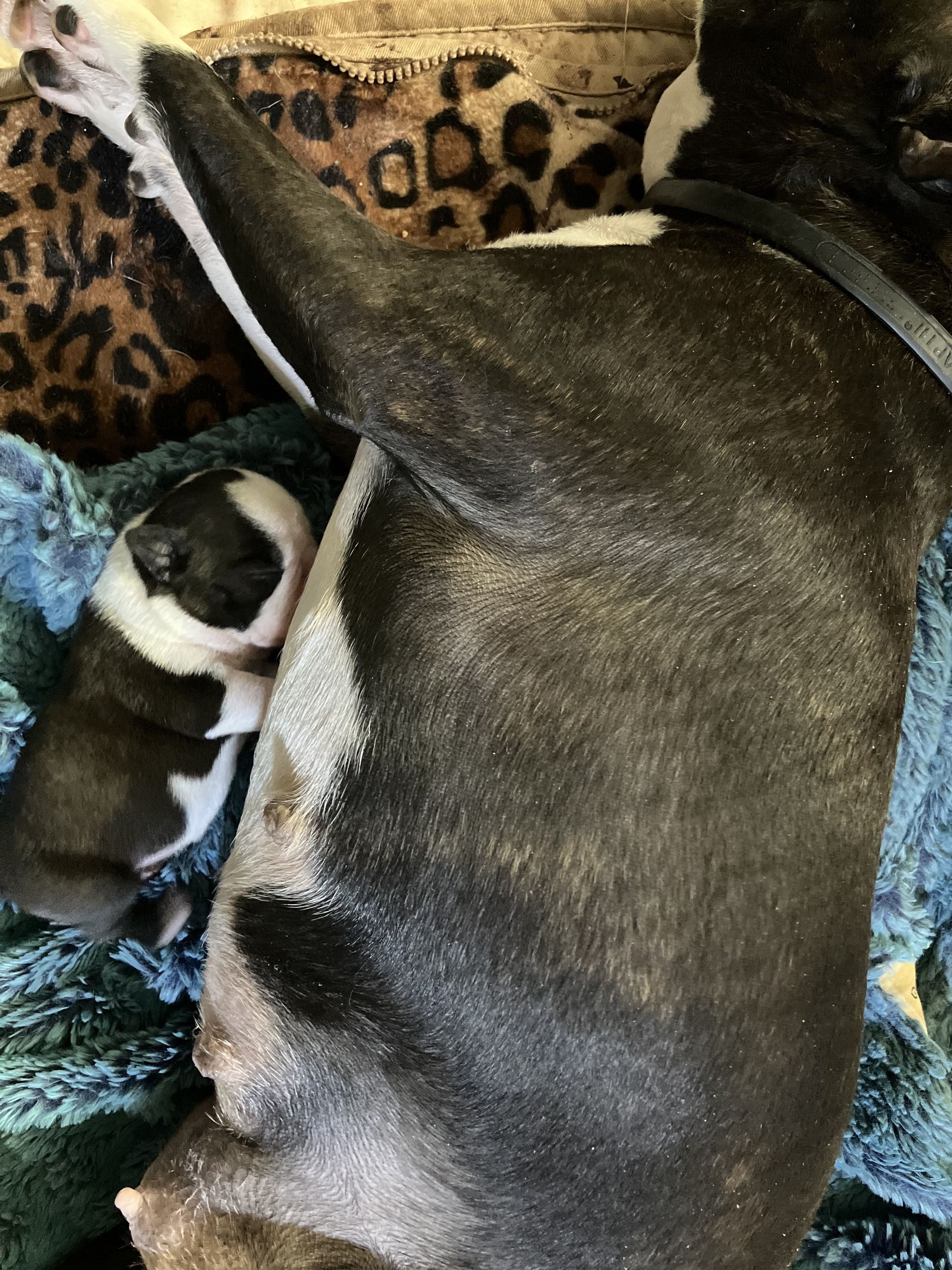 A dog is laying on a blanket with two puppies in its stomach.