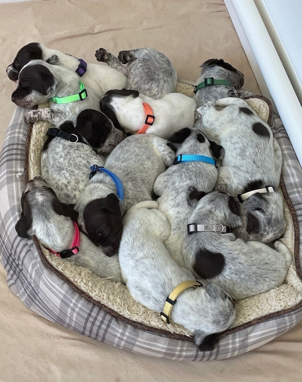 A bunch of puppies are sleeping in a dog bed