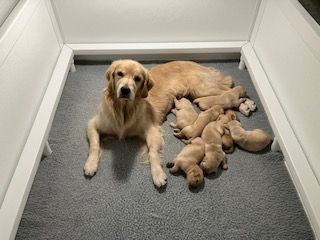 A dog is laying next to a litter of puppies in a kennel.