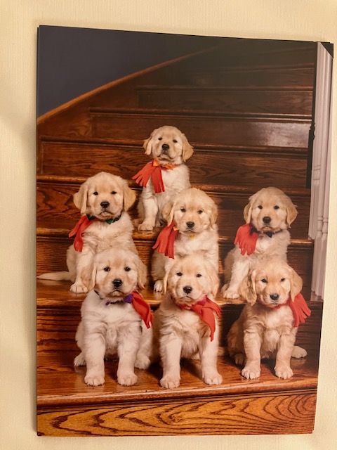 A group of puppies wearing red scarves are sitting on a set of stairs