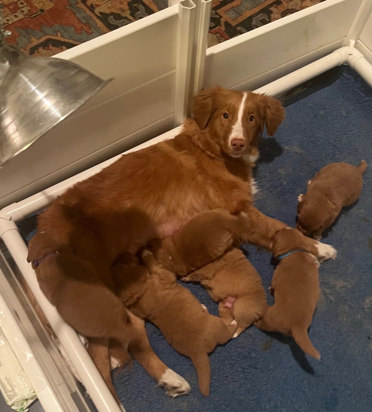 A dog is nursing her puppies in a kennel