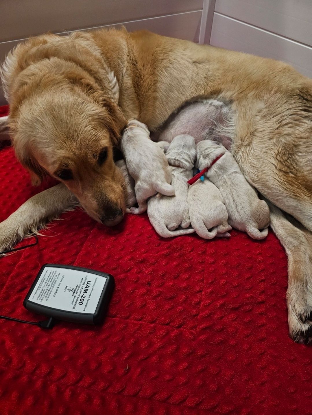 A dog is laying on a red blanket with three puppies.