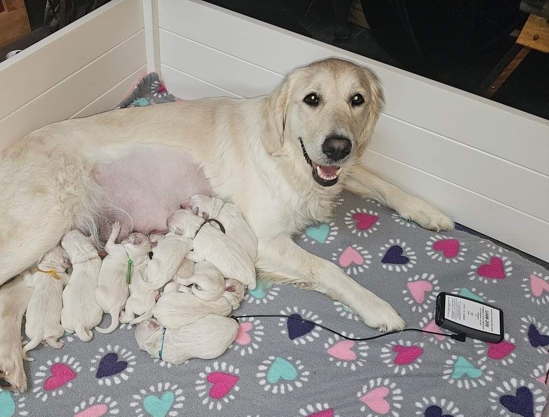 A dog is laying on a blanket next to a bunch of puppies.