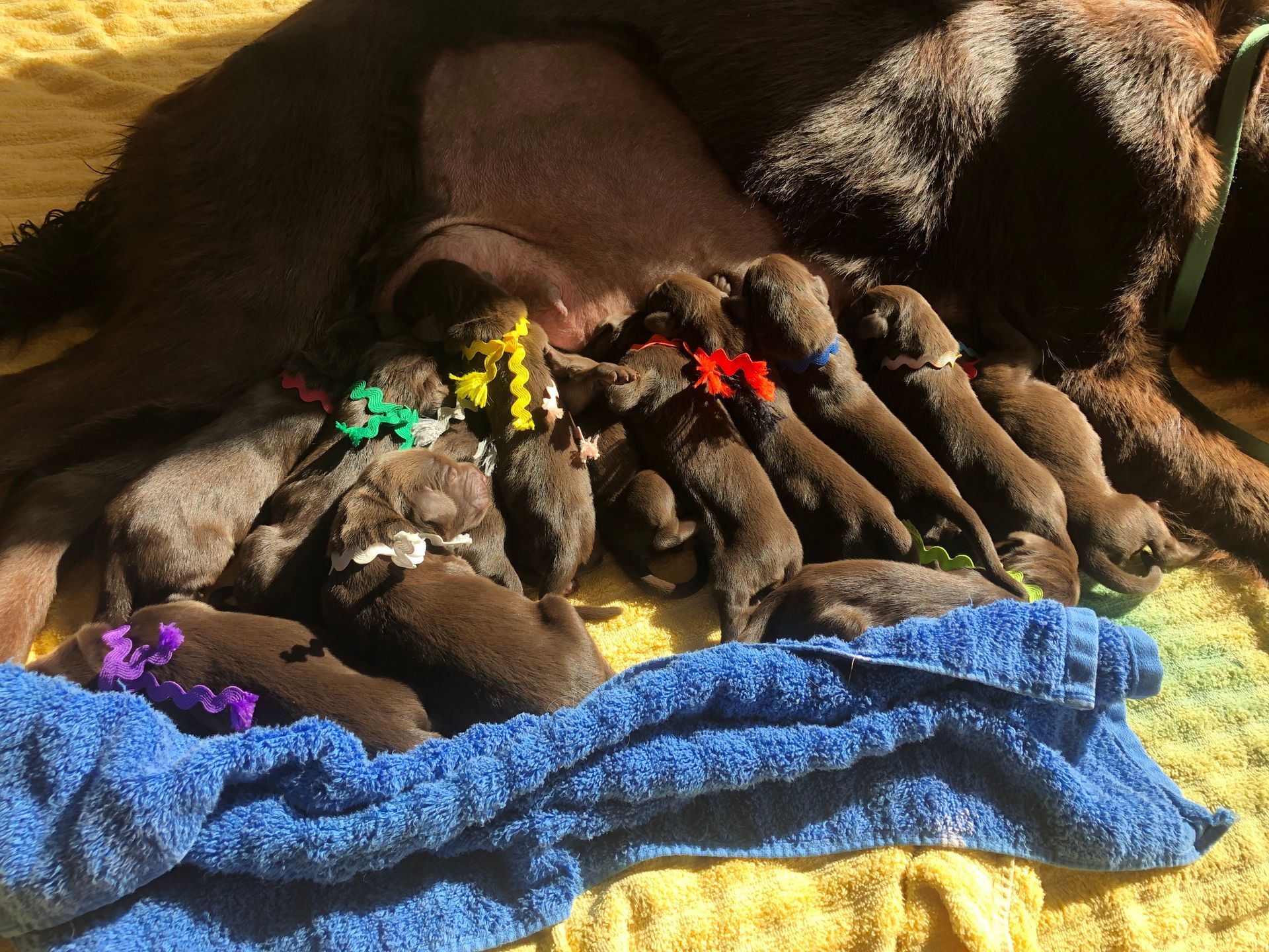 A dog is laying on a blanket with a bunch of puppies.