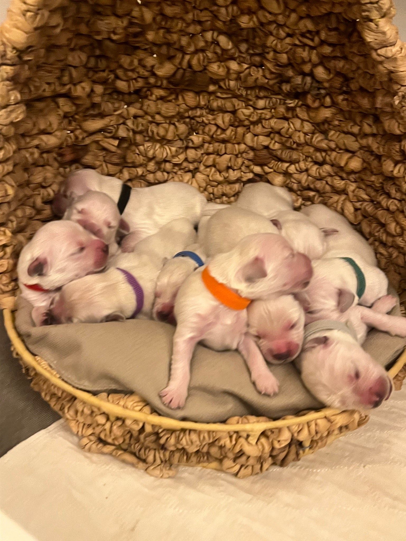 A group of dalmatian puppies are sleeping in a basket.
