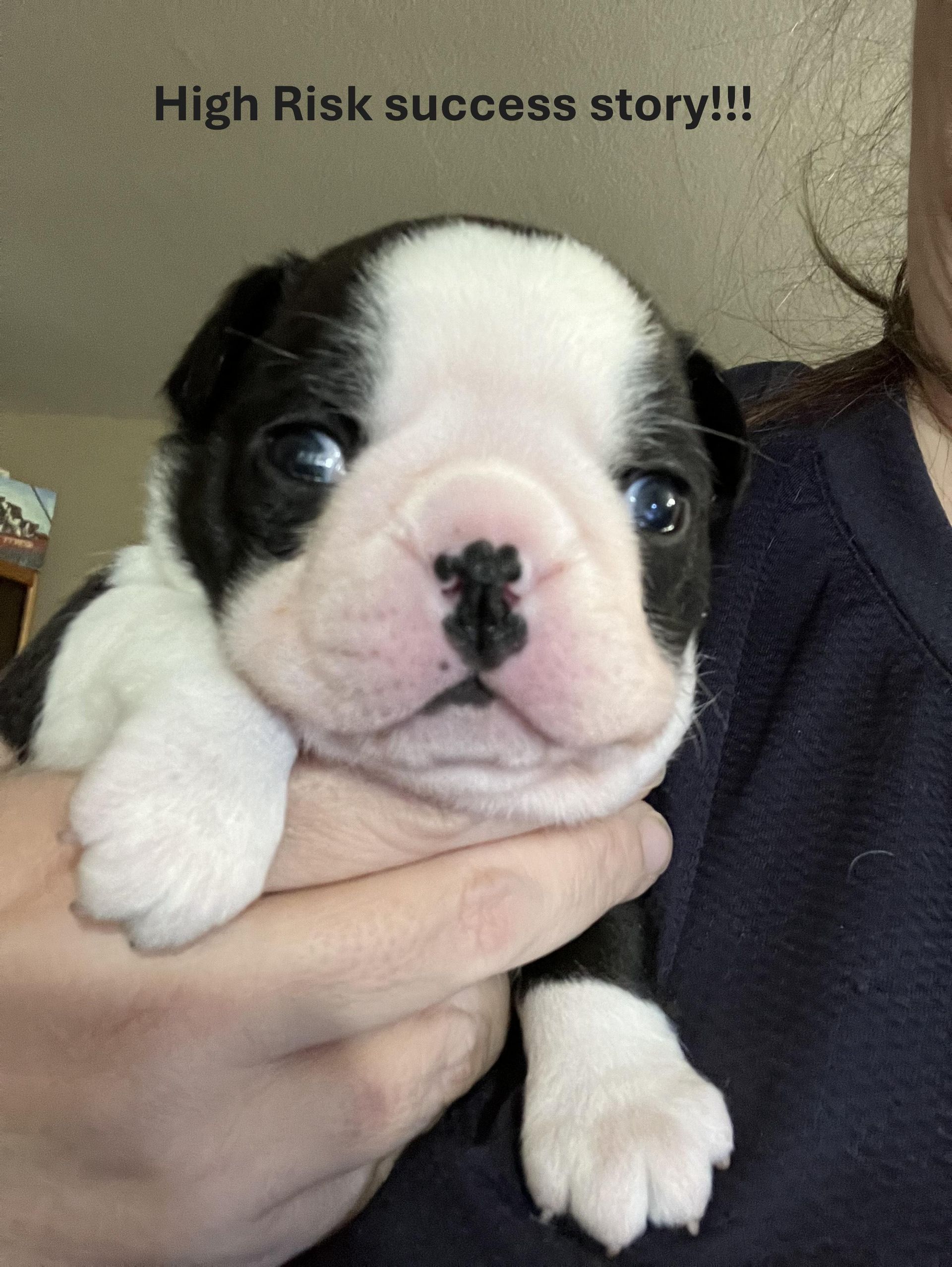 A person is holding a black and white puppy with the caption high risk success story