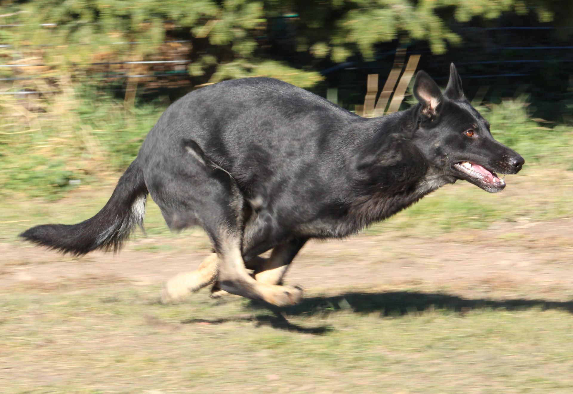 A black dog is running through a grassy field.