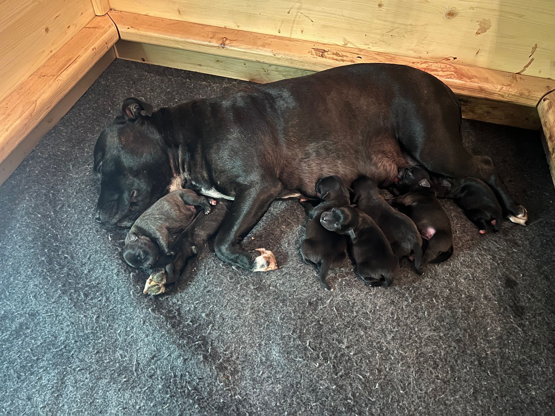 A black dog is laying on the floor with her puppies