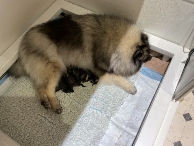 A dog is laying in a litter box with its puppies.