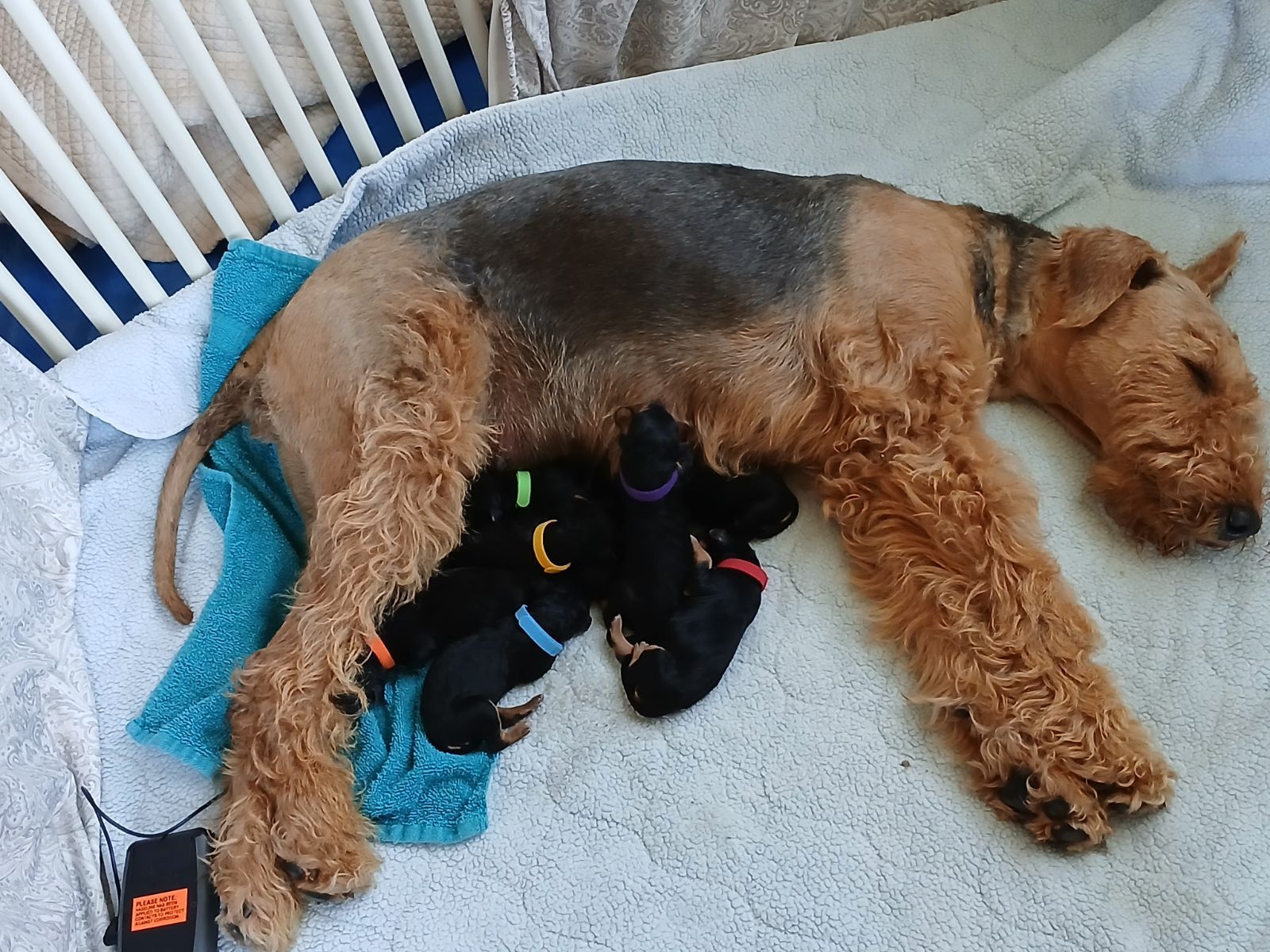 A dog is laying on a blanket nursing her puppies