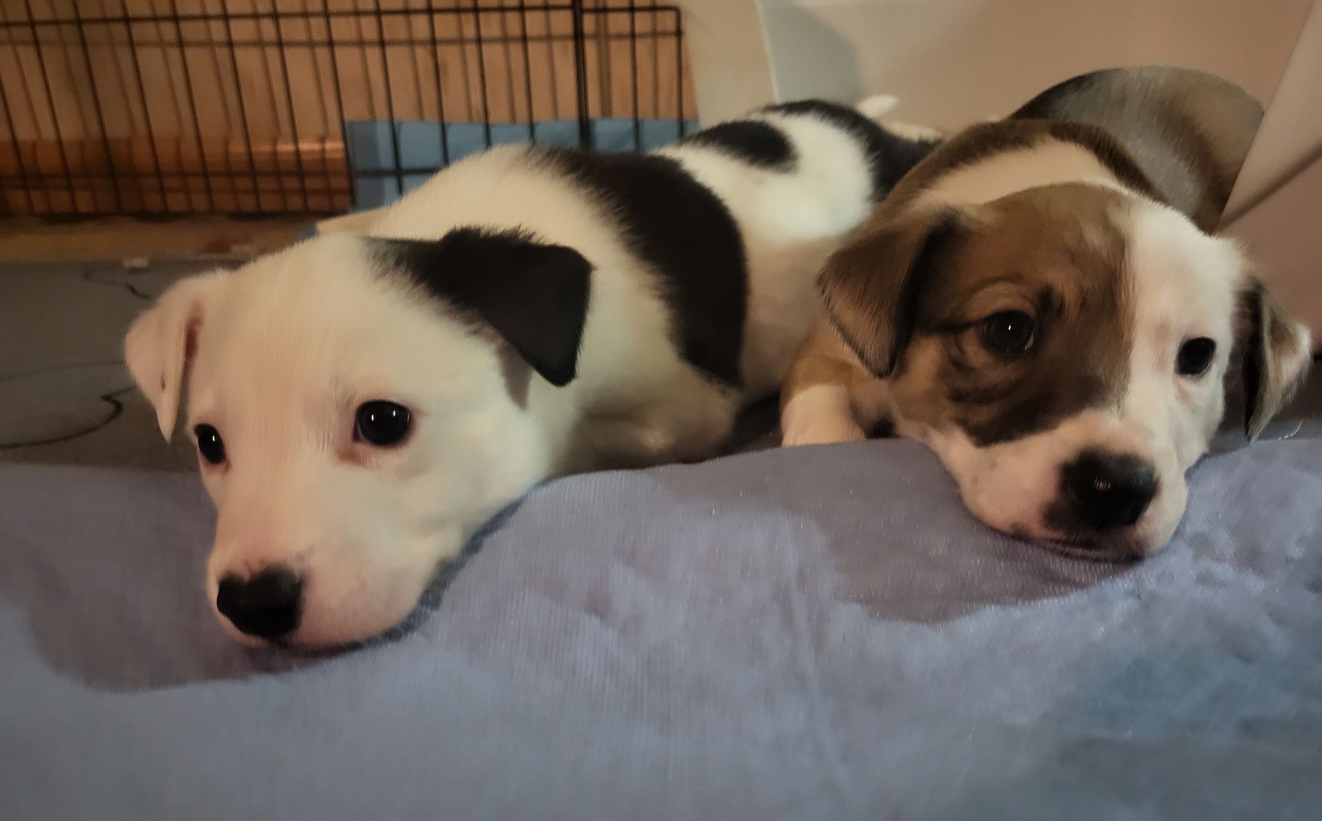 Two puppies are laying next to each other on a bed.
