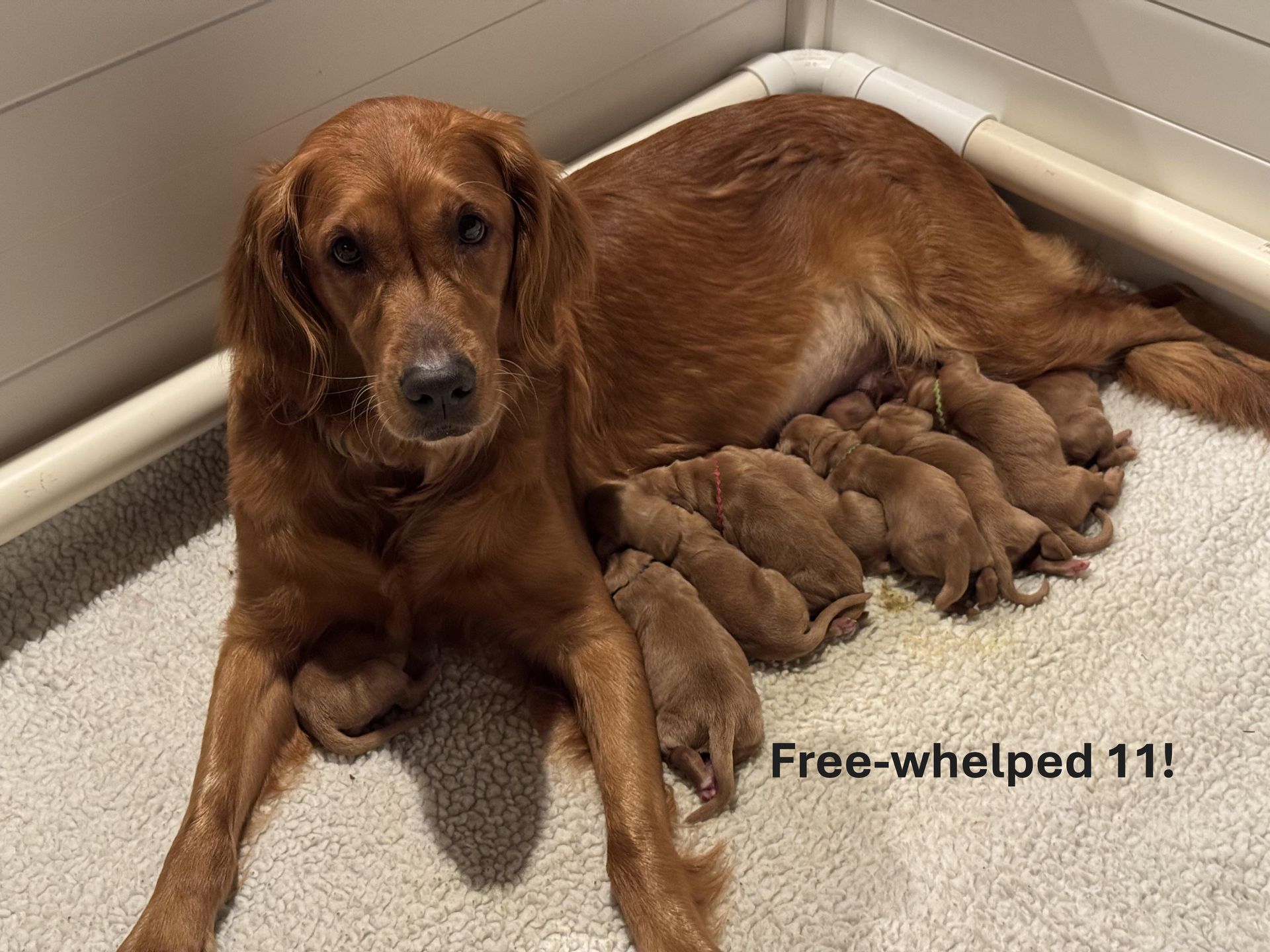 A brown dog is laying next to a bunch of puppies.